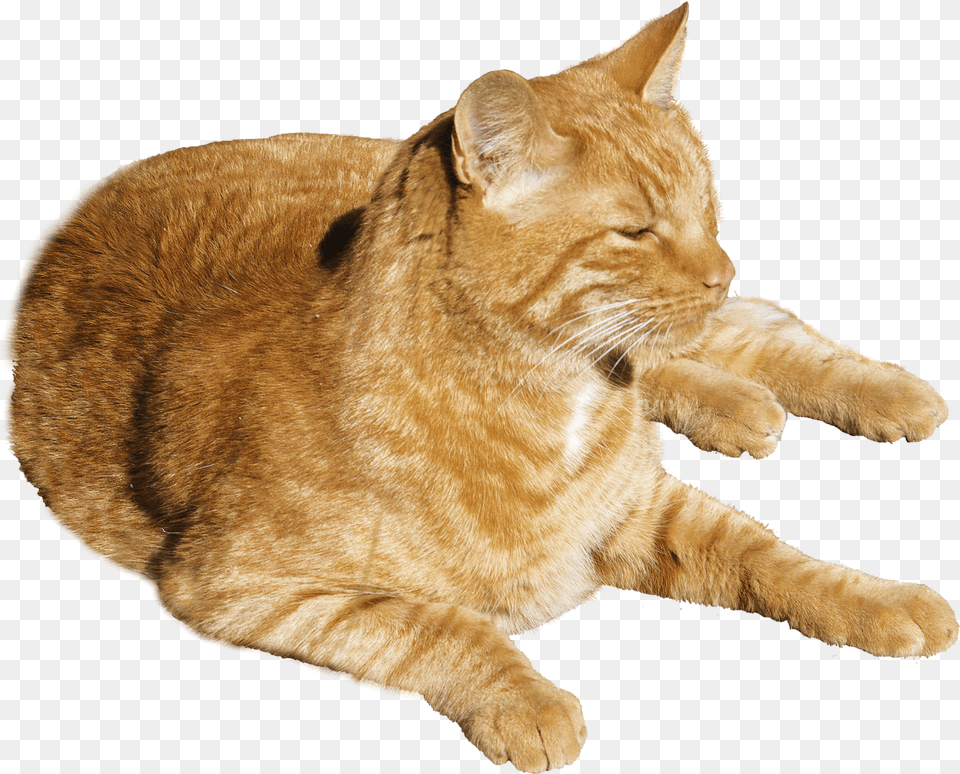 Orange Tabby Cat Transparent Background, Animal, Mammal, Manx, Pet Free Png