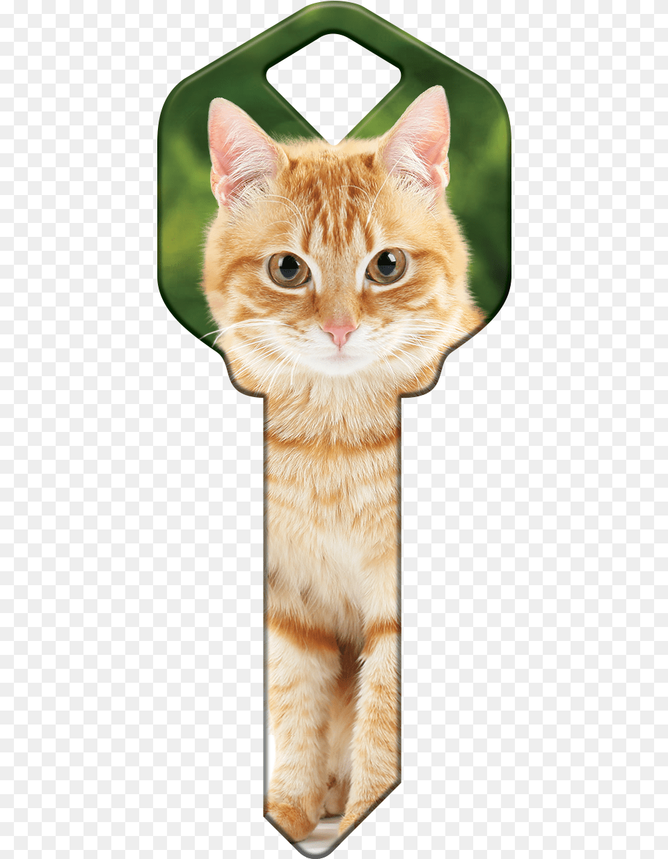 Orange Tabby Hk66 Can Cat With A House Key, Animal, Mammal, Pet, Manx Free Transparent Png