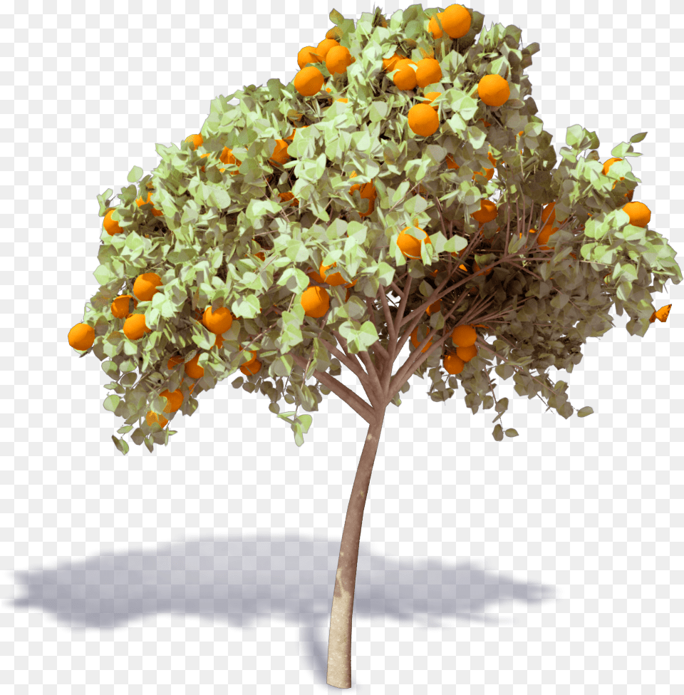 Orange Tree 1000x1000 S, Citrus Fruit, Food, Fruit, Plant Png Image