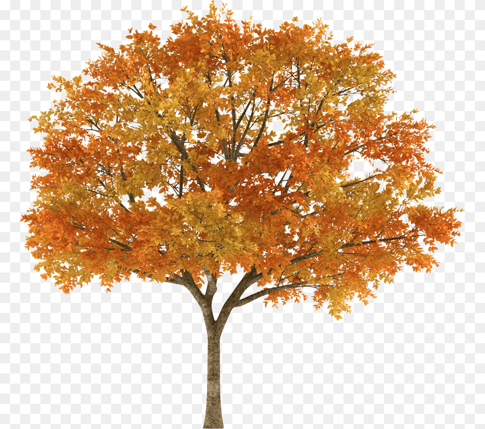 Orange Tree Autumn Tree White Background, Maple, Plant, Art Free Png
