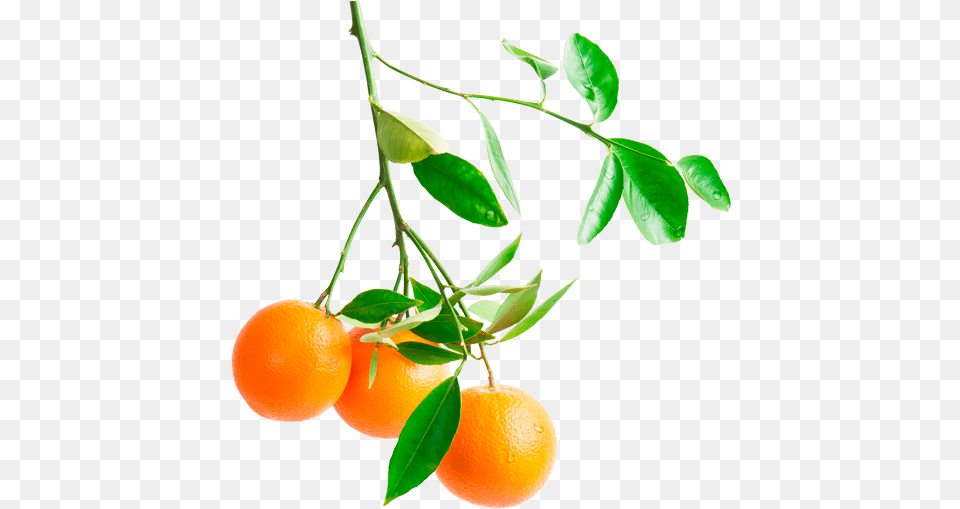 Orange Tree Branch Image Orange On Tree, Citrus Fruit, Food, Fruit, Grapefruit Free Png