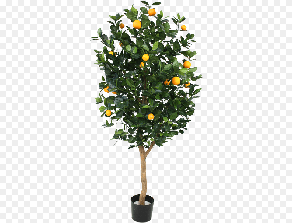 Orange Tree Deluxe 150cm Grande Plantes Fleuries Extrieur Artificielles Pour, Citrus Fruit, Food, Fruit, Plant Free Png