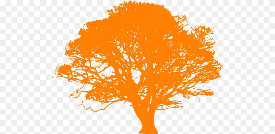 Orange Tree Download Clip Art Tree Black And White Vector, Oak, Plant, Sycamore, Potted Plant Png