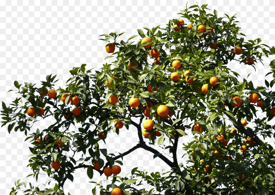 Orange Tree Fruit Tree, Citrus Fruit, Food, Grapefruit, Plant Png Image