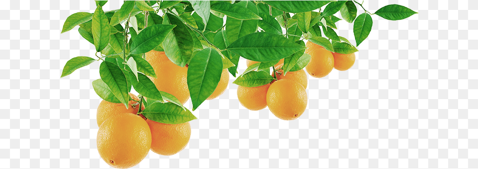 Orange Tree Leaf Transparent Orange Tree Leaves, Citrus Fruit, Food, Fruit, Grapefruit Png