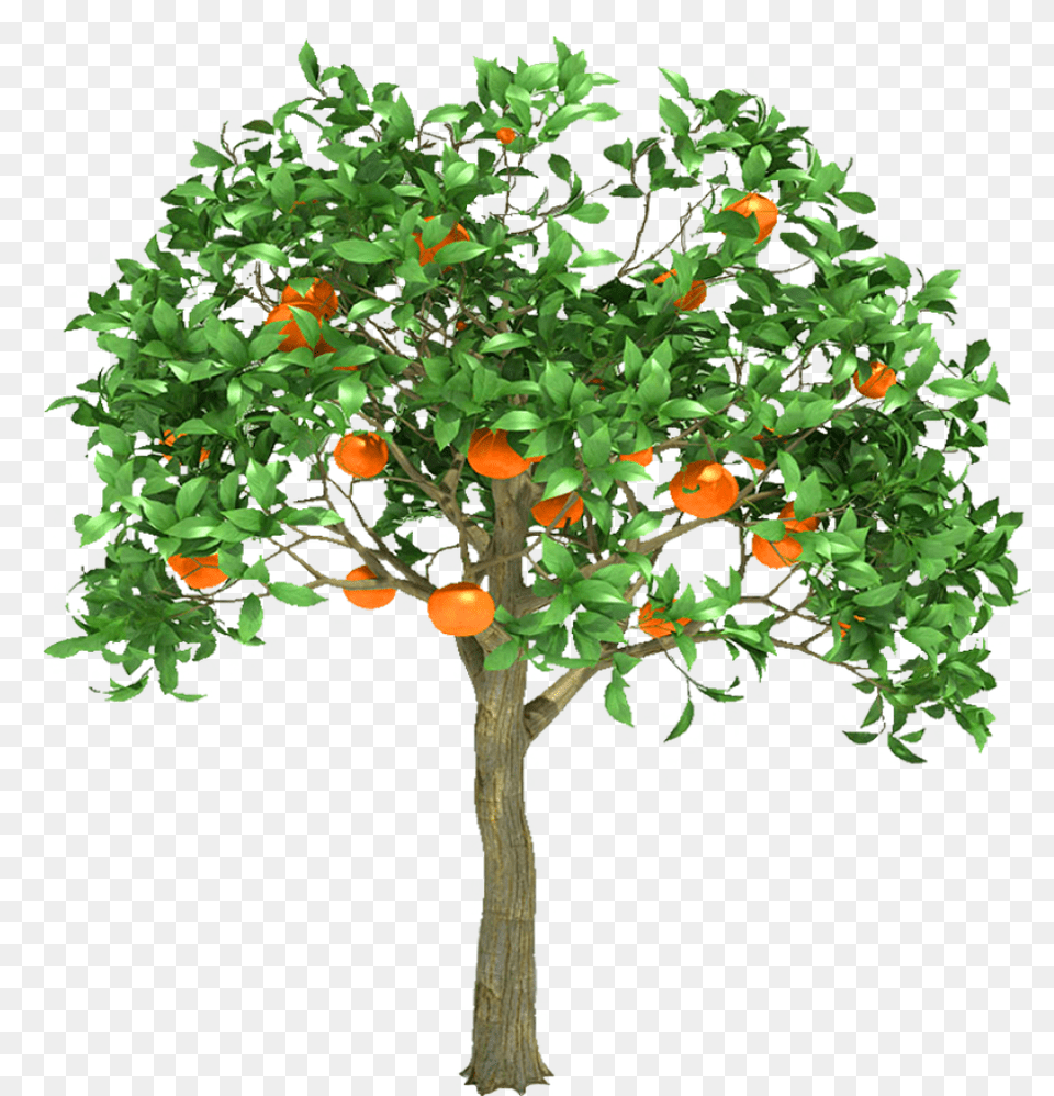 Orange Tree Obm Orange Tree 3d Model Download, Citrus Fruit, Food, Fruit, Grapefruit Free Png