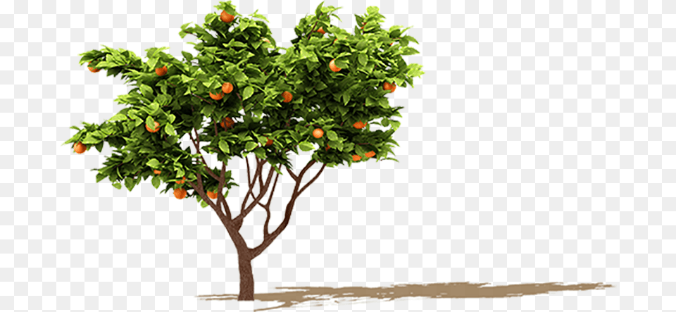 Orange Tree Orange Fruit Tree, Citrus Fruit, Food, Grapefruit, Plant Free Png