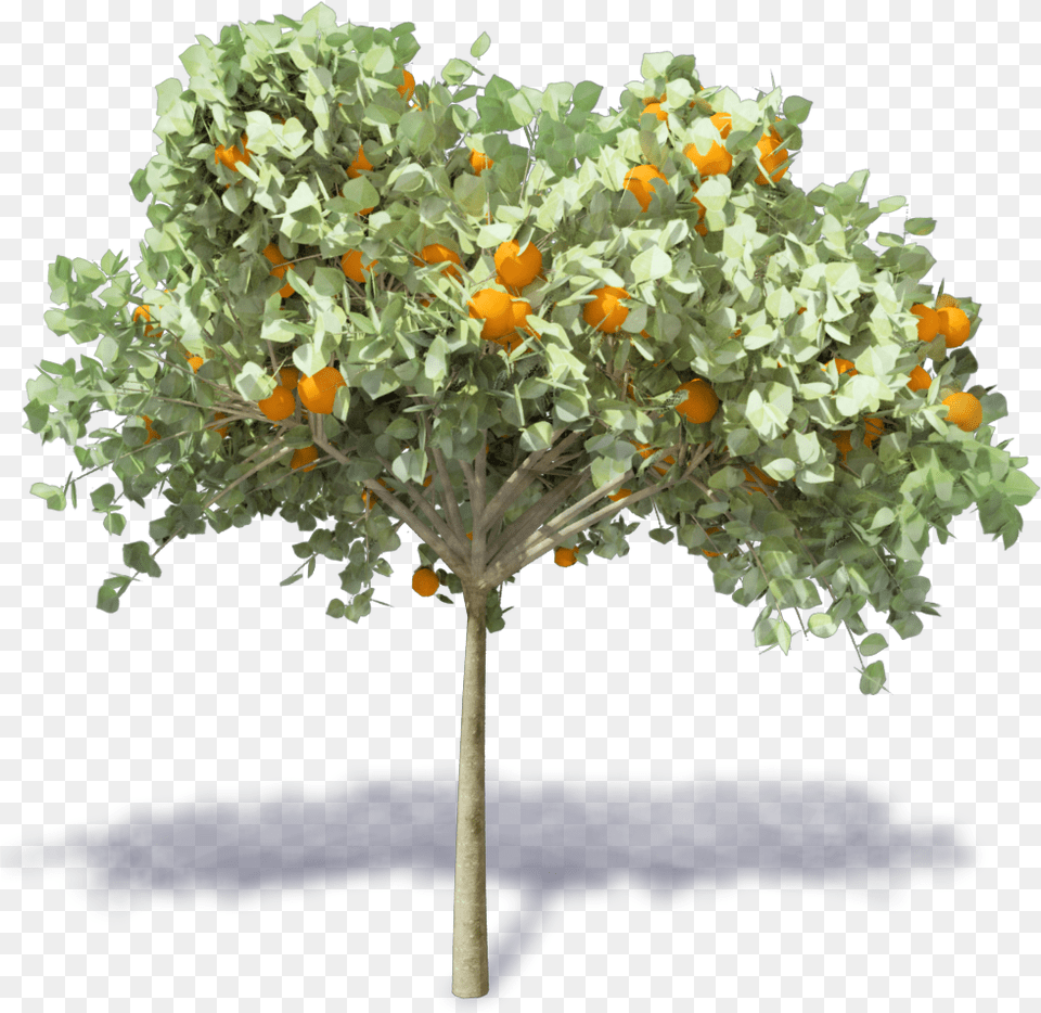Orange Tree Revit, Plant, Potted Plant, Food, Fruit Free Png