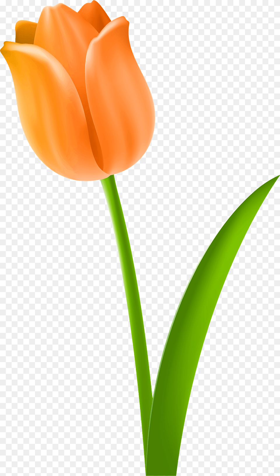 Orange Tulip On The Stem Clipart, Flower, Plant Png Image