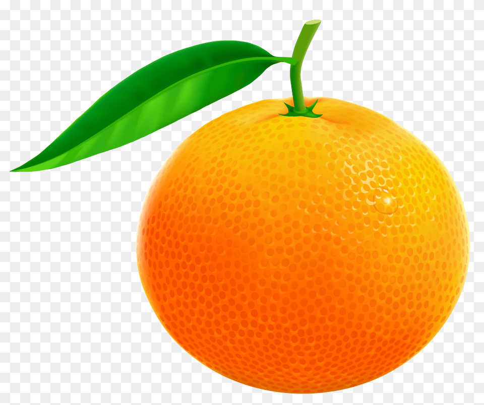 Orange Vector Clipart, Citrus Fruit, Food, Fruit, Grapefruit Free Png