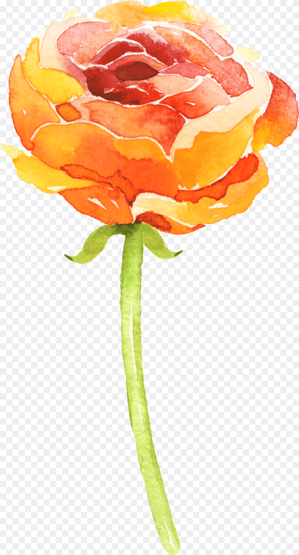 Orange Watercolor Flowers, Flower, Plant, Rose, Petal Png