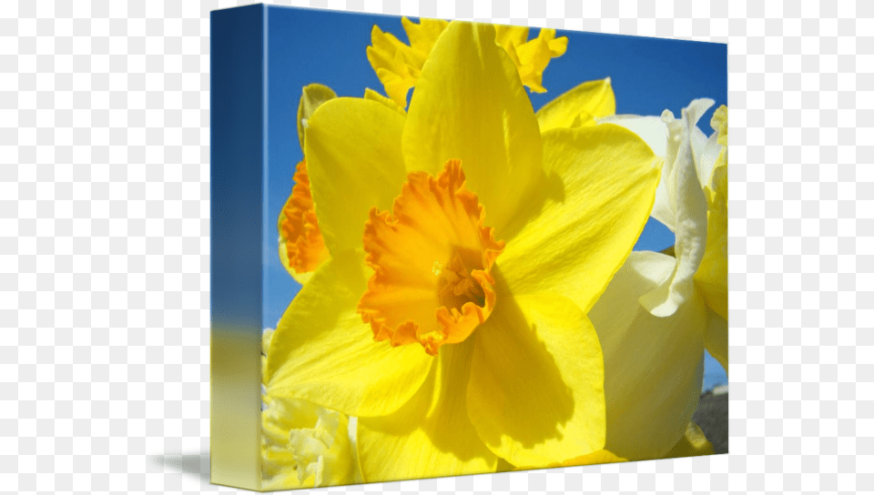 Orange Yellow Daffodil Flower Art Prints Spring By Baslee Troutman Fine Wild Daffodil, Plant, Rose Free Transparent Png
