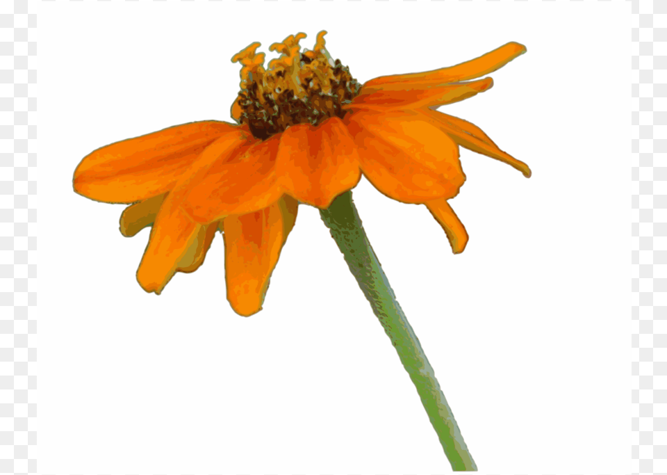 Orangepetalplant Clip Art, Anther, Daisy, Flower, Petal Free Transparent Png