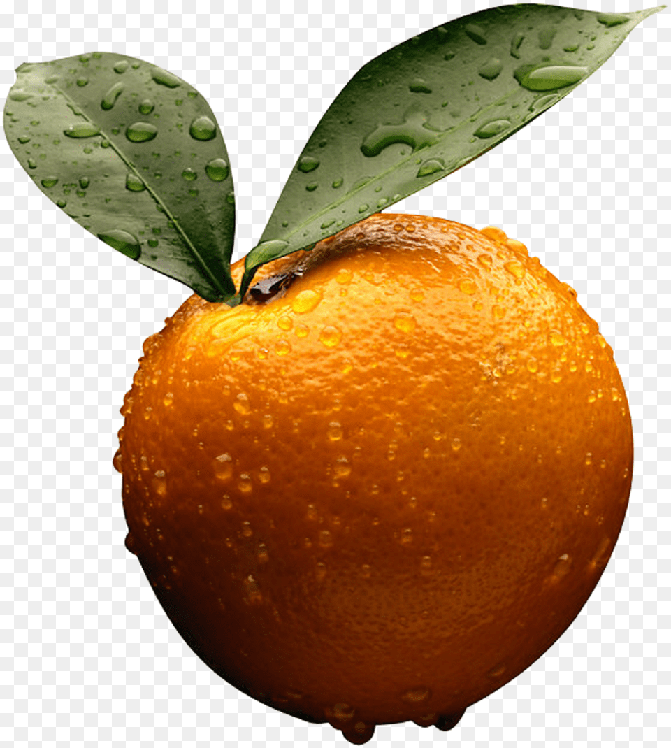 Oranges, Citrus Fruit, Food, Fruit, Orange Png