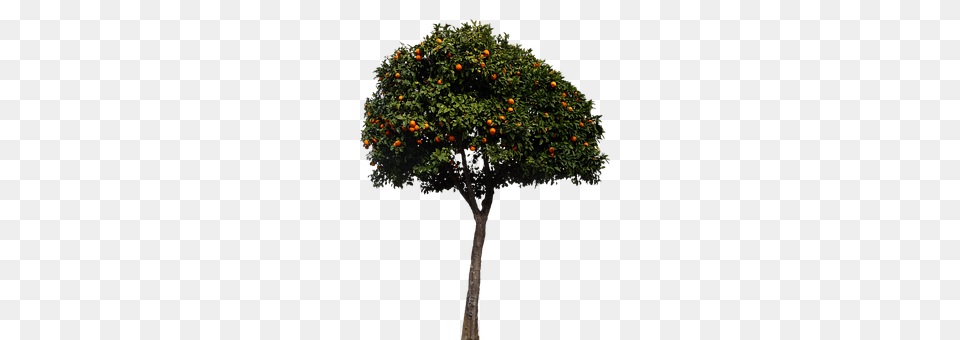 Oranges Citrus Fruit, Food, Fruit, Plant Free Png