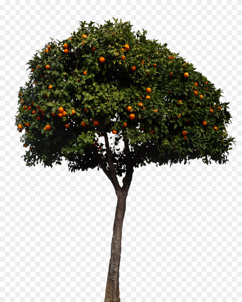 Oranges Citrus Fruit, Food, Fruit, Plant Free Transparent Png