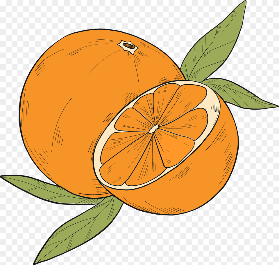 Oranges Clipart, Grapefruit, Citrus Fruit, Food, Fruit Free Transparent Png