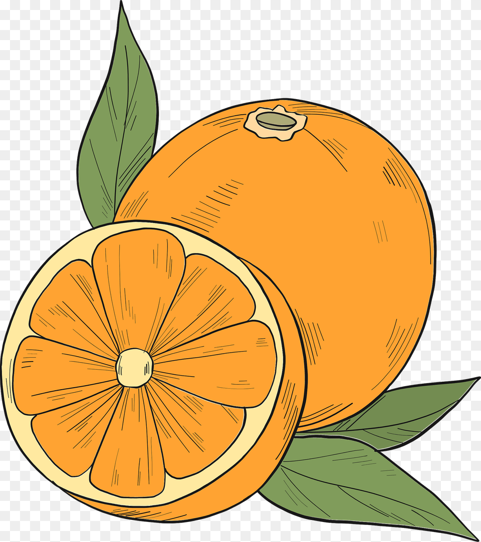 Oranges Clipart, Citrus Fruit, Produce, Food, Fruit Free Png