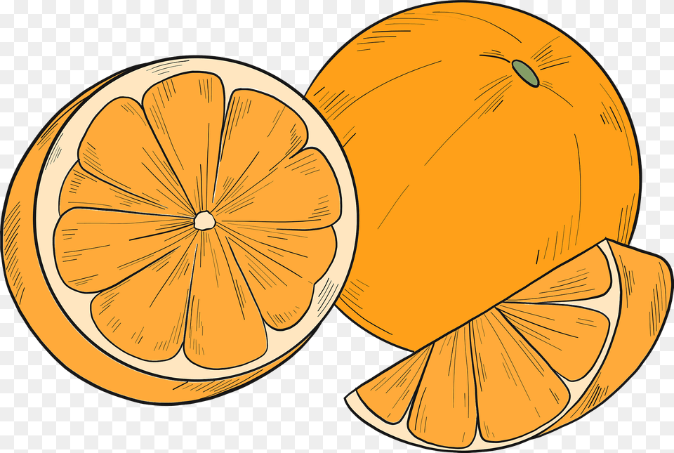Oranges Clipart, Citrus Fruit, Food, Fruit, Grapefruit Free Png