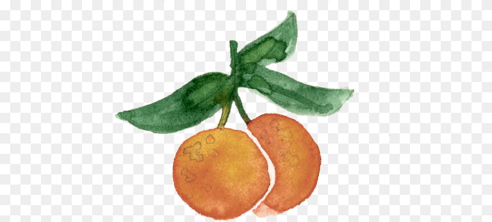 Oranges Orange, Produce, Citrus Fruit, Food, Fruit Png