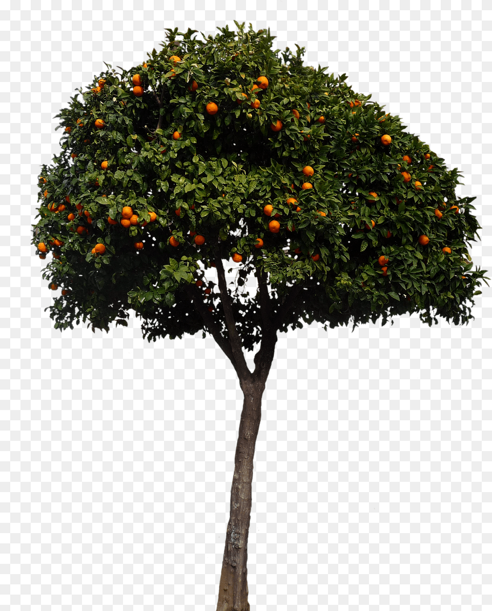 Oranges Orange Tree Tree Fruits Nature Spanish Orange Tree, Citrus Fruit, Food, Fruit, Plant Png Image