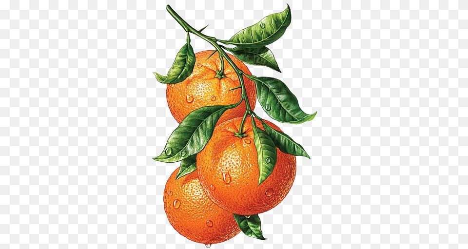Oranges Transparency Overlay For Personal Use Naranjas Pintadas En Acuarela, Citrus Fruit, Food, Fruit, Orange Free Png Download