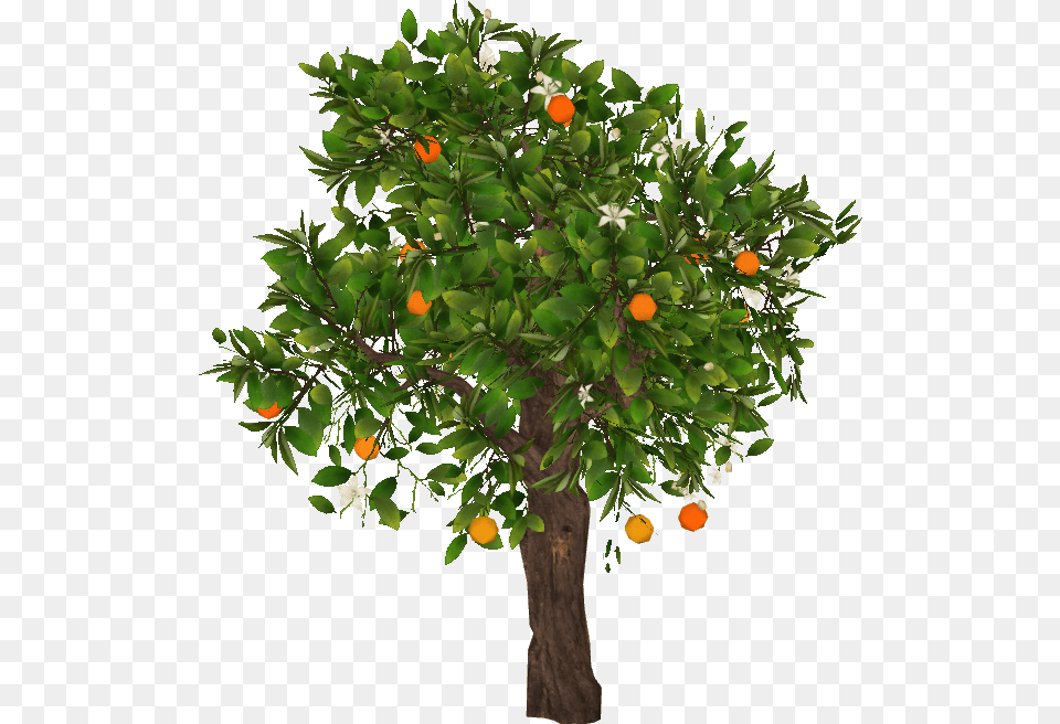 Orangetree Slice Mandarin Tree, Citrus Fruit, Food, Fruit, Orange Free Png Download
