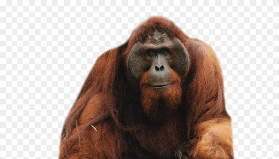 Orangutan, Animal, Mammal, Monkey, Wildlife Png