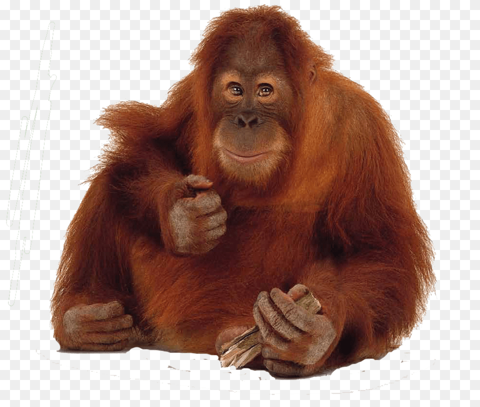 Orangutan, Animal, Mammal, Monkey, Wildlife Png Image