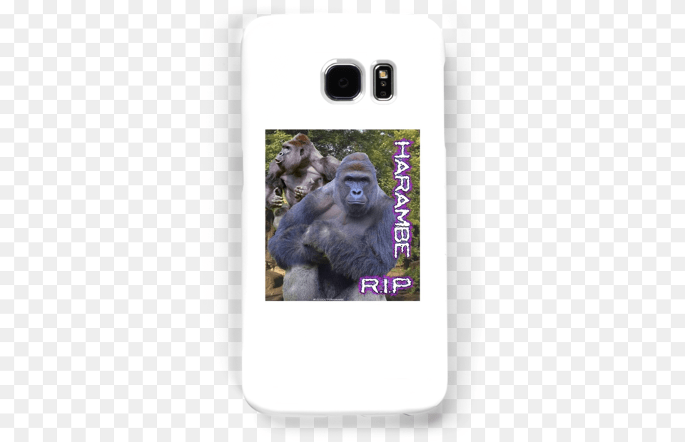 Orangutan, Animal, Ape, Mammal, Wildlife Png Image