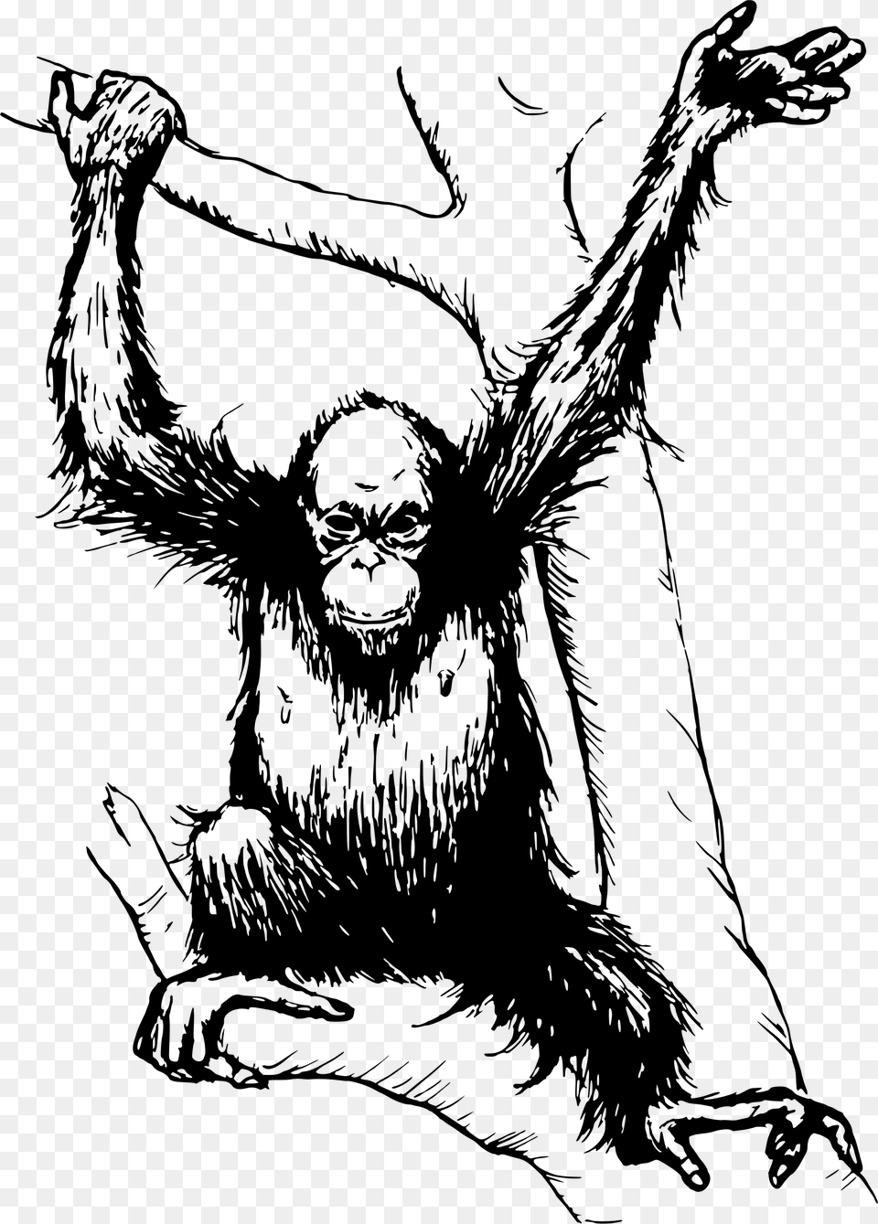 Orangutan, Gray Free Transparent Png