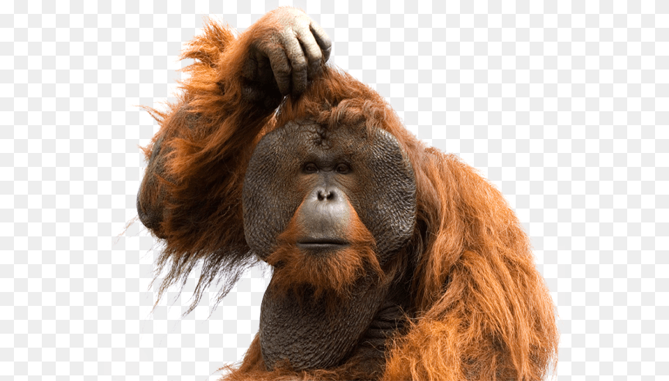 Orangutan, Animal, Mammal, Monkey, Wildlife Free Png