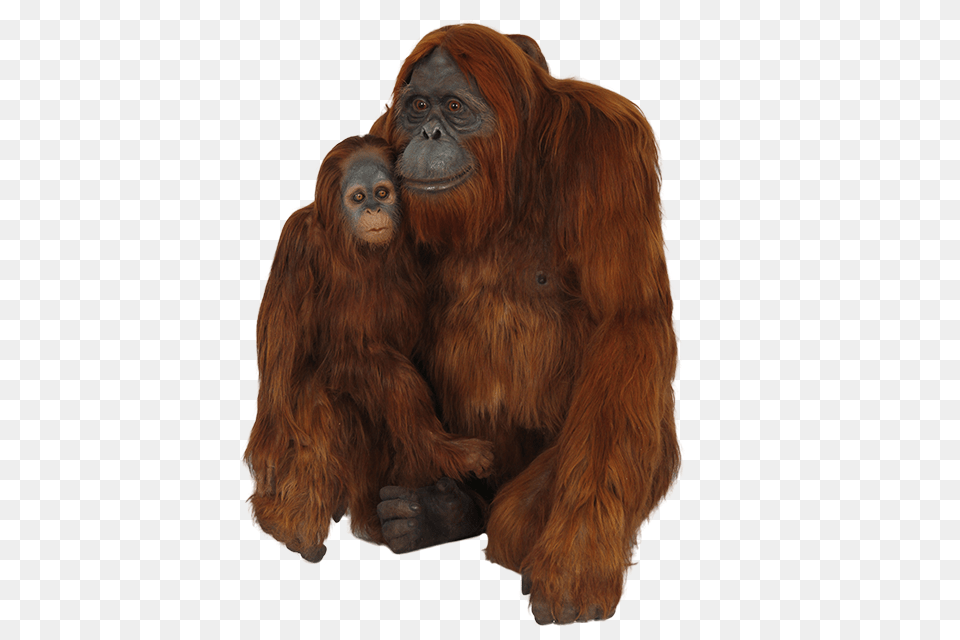 Orangutan, Animal, Mammal, Monkey, Wildlife Png