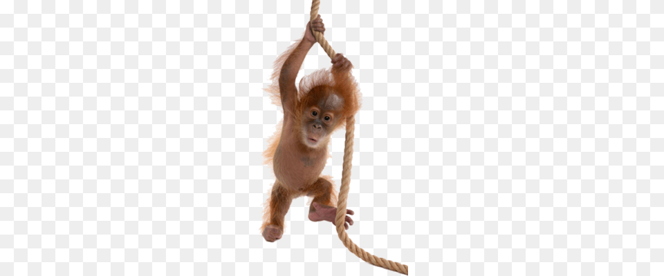 Orangutan, Animal, Mammal, Monkey, Wildlife Free Png Download