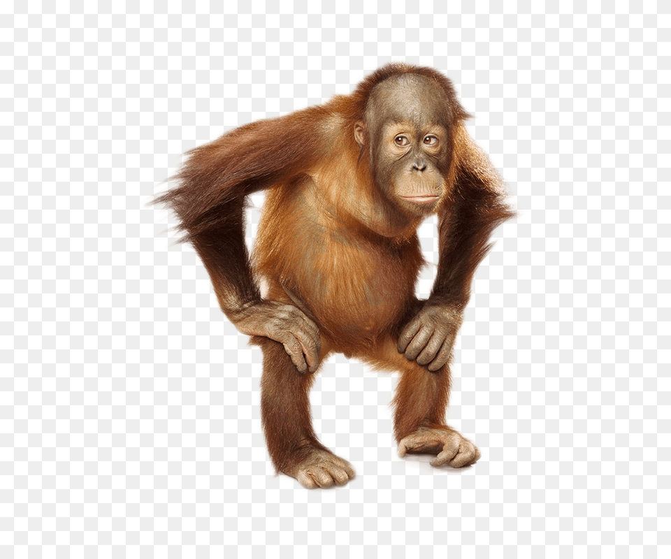 Orangutan, Animal, Mammal, Monkey, Wildlife Png