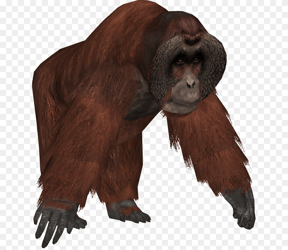 Orangutan, Animal, Mammal, Monkey, Wildlife Png Image