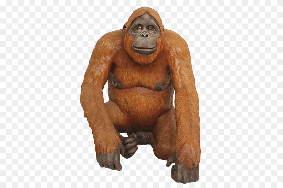 Orangutan, Animal, Ape, Mammal, Monkey Free Transparent Png