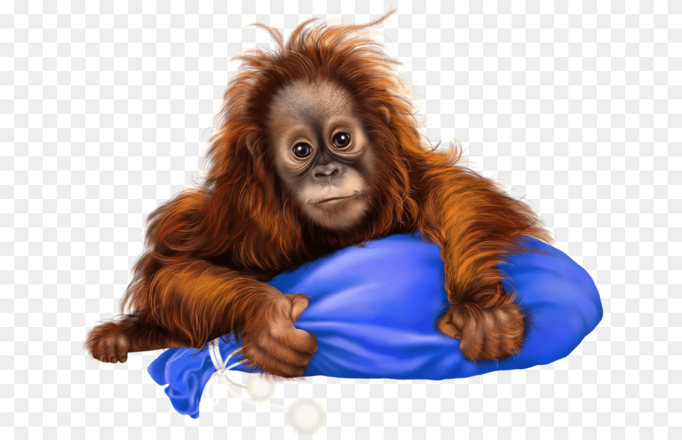 Orangutan, Animal, Mammal, Monkey, Wildlife Png Image