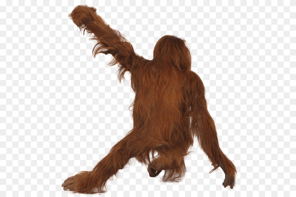 Orangutan, Animal, Mammal, Wildlife, Canine Free Png Download