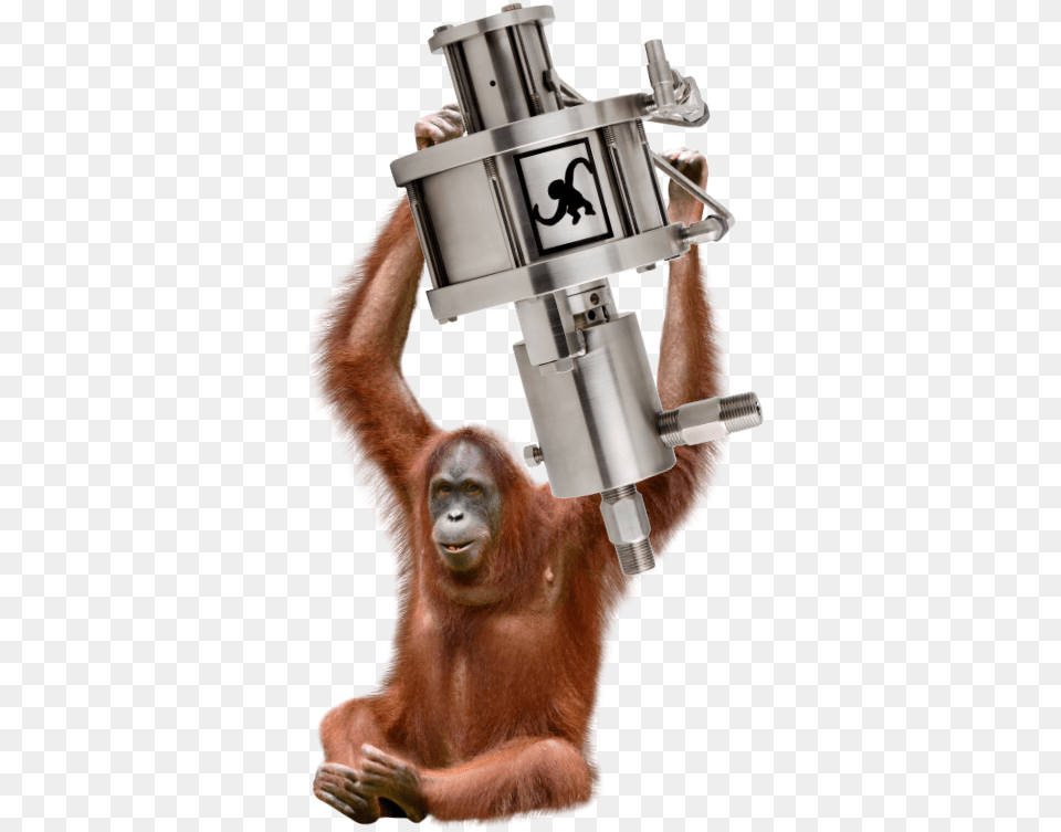 Orangutan, Adult, Person, Man, Male Png