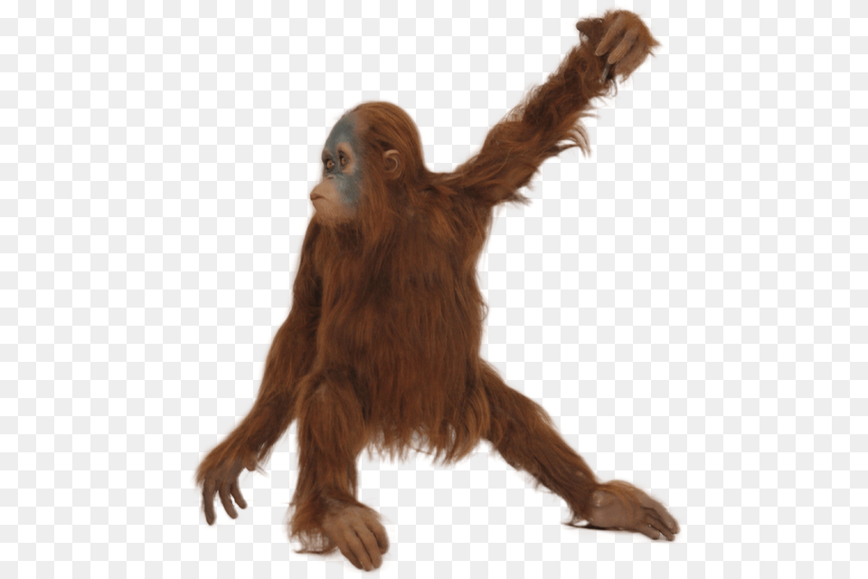 Orangutan, Mammal, Animal, Wildlife, Person Png Image