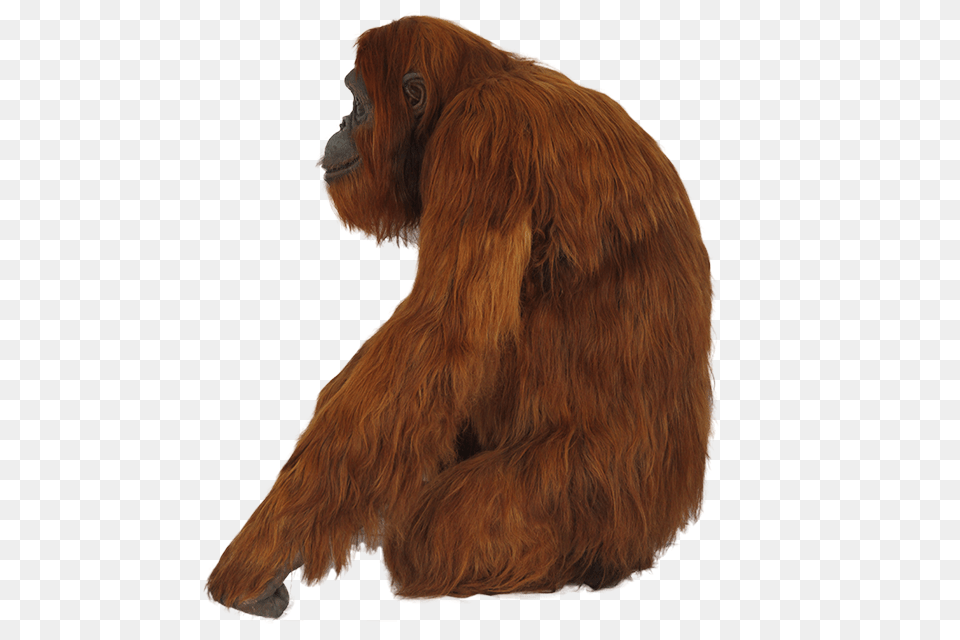 Orangutan, Animal, Mammal, Wildlife, Ape Free Transparent Png