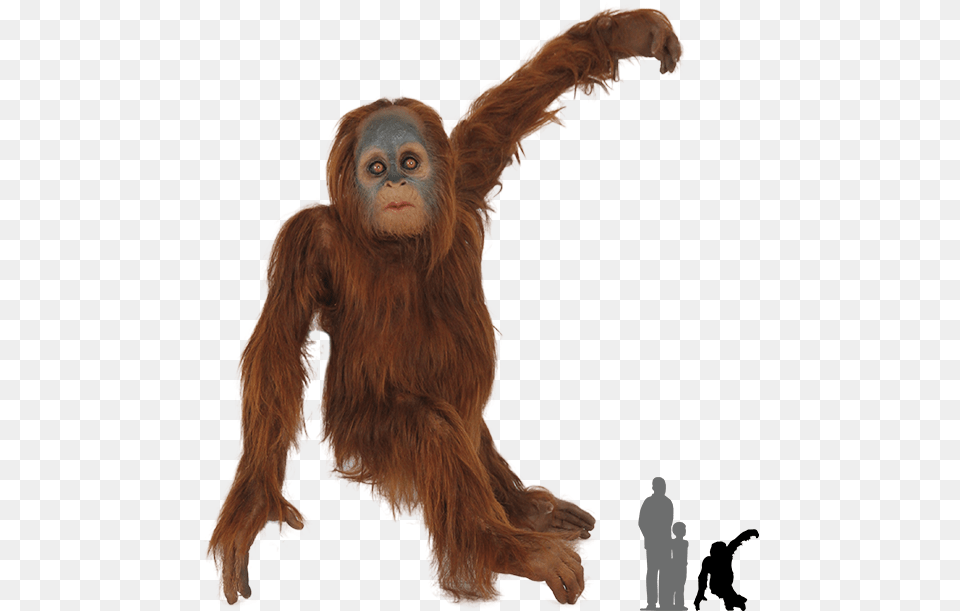 Orangutan, Animal, Mammal, Monkey, Wildlife Png