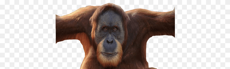 Orangutan, Animal, Mammal, Wildlife, Monkey Free Transparent Png