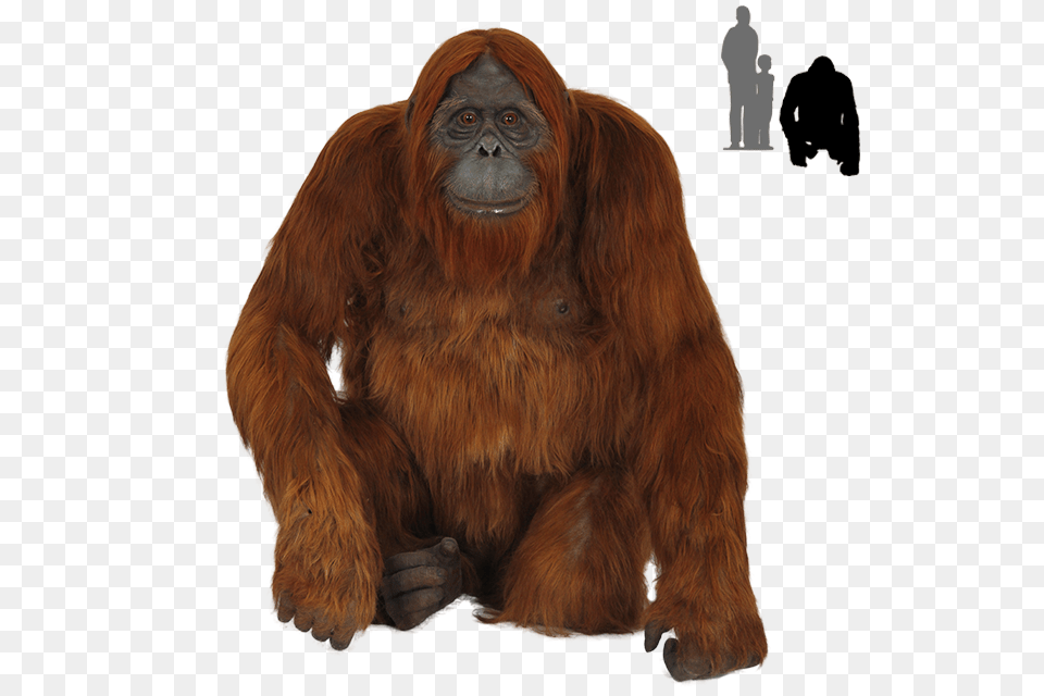 Orangutan, Mammal, Animal, Wildlife, Monkey Free Png