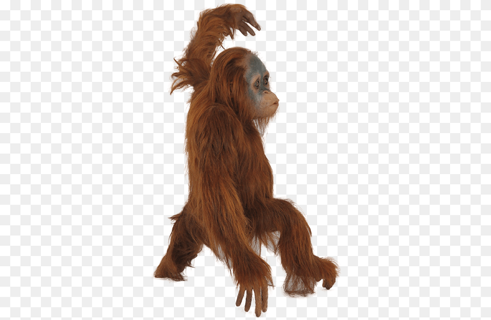 Orangutan Acrobatics Engaged In Short Photo Orangutan, Animal, Mammal, Monkey, Wildlife Png
