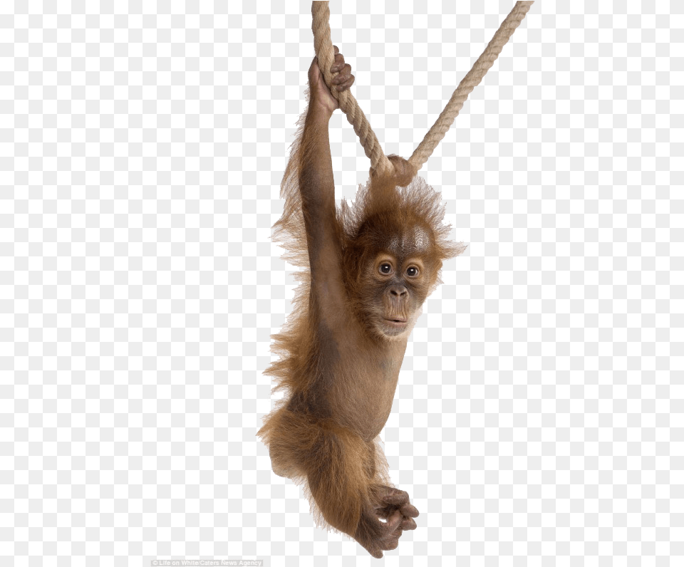Orangutan Animal Portraits White Background, Mammal, Monkey, Wildlife Free Png