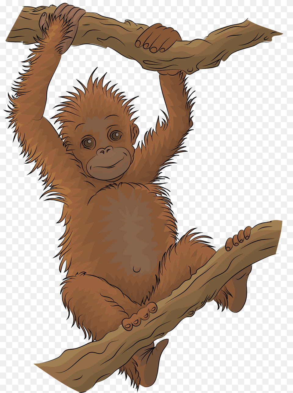 Orangutan Clipart, Animal, Mammal, Wildlife, Face Png Image