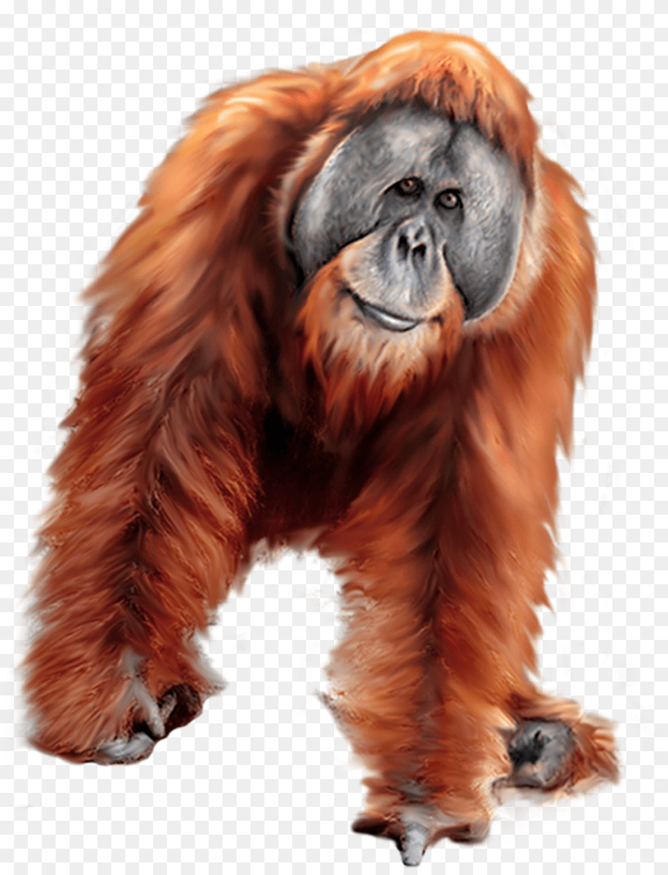 Orangutan Clipart, Animal, Mammal, Wildlife, Monkey Png