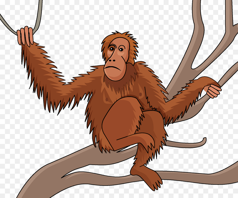 Orangutan Clipart, Animal, Mammal, Wildlife, Person Free Png Download
